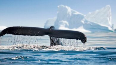 حوت يبيع عملات INJ بقيمة 3 ملايين دولار ويشتري LDO - اكتشف التفاصيل!