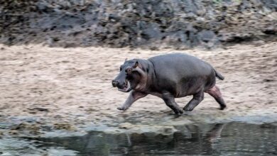 سعر HIPPO يقفز 164٪، ليصبح أفضل عملة ميم على سوي - اكتشف المزيد الآن!