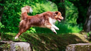 "انخفاض دوجويف (WIF) عن 3 دولارات مع عودة شهرة عملات الميم - اكتشف المزيد الآن!"