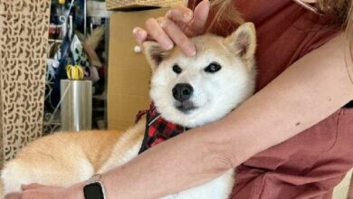 تحرك صاحب كلب دوج ميم قد يحسم "العملة الرسمية" نيرو كوين - اكتشف التفاصيل الآن!