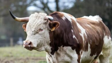 محلل عملات رقمية مخضرم يكشف كيفية تحفيز "موسم العملات البديلة الكبير" — اكتشف الآن التفاصيل!