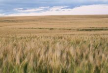 بتدير تشتري محطة طاقة غازية بقدرة 101 ميجاوات في ألبرتا، كندا لتعدين البيتكوين – اكتشف المزيد!