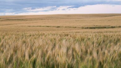 بتدير تشتري محطة طاقة غازية بقدرة 101 ميجاوات في ألبرتا، كندا لتعدين البيتكوين – اكتشف المزيد!