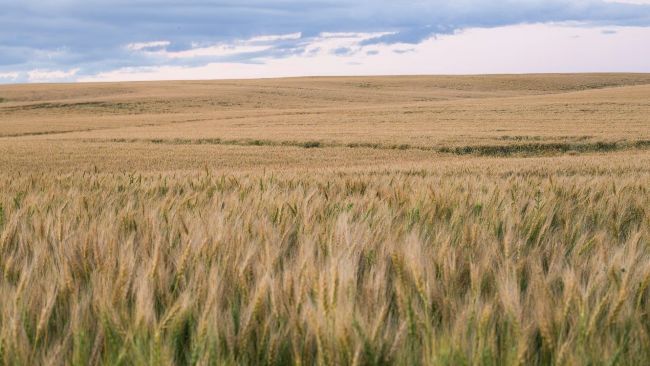 بتدير تشتري محطة طاقة غازية بقدرة 101 ميجاوات في ألبرتا، كندا لتعدين البيتكوين – اكتشف المزيد!