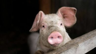 مكتب التحقيقات الفيدرالي يعتقل ثلاثة أشخاص في عملية احتيال بـ13 مليون دولار في مجال العملات الرقمية: اكتشف التفاصيل الآن!