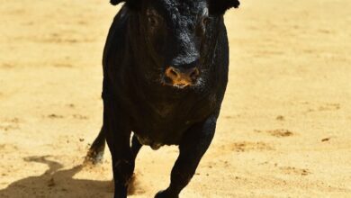 ارتفاع قيم XLM وTON وENA بعد إدراج KuCoin أزواج تداول USDC الجديدة – اكتشف التفاصيل الآن!