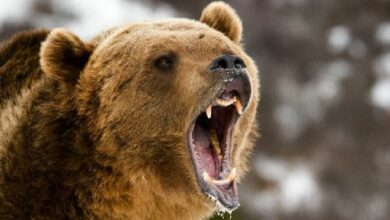 "سلسلة براشين تقفز 14% مع تفعيل مكافآت إثبات السيولة – اكتشف التفاصيل الآن!"