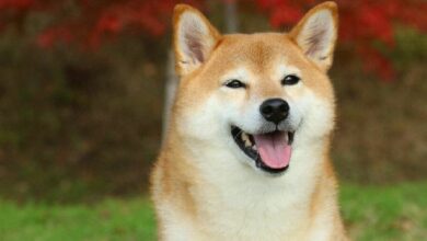 "دوجي يعود للنباح – هل تعود عملات الميم إلى الواجهة؟ اكتشف الآن!"