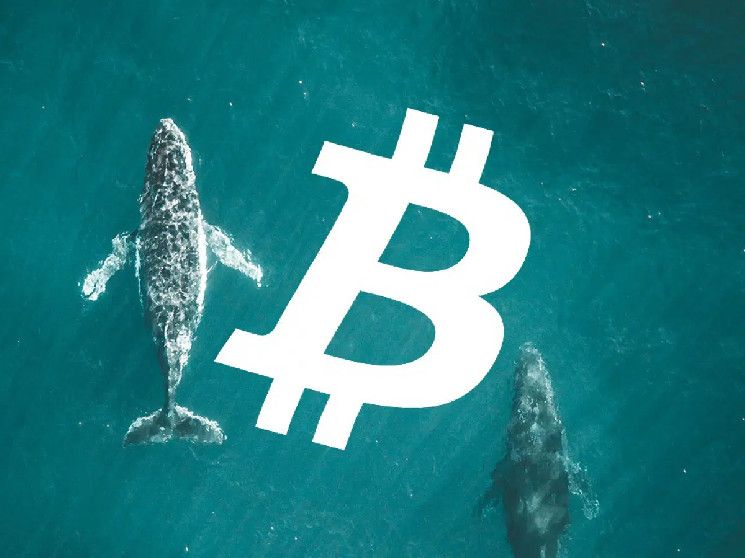 "شركة تحليل تكشف: 'الحيتان دخلت في صفقات بيع البيتكوين عند 88,000 دولار' – اكتشف ماذا يعني ذلك!"