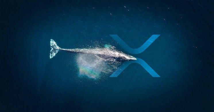 تراجع نشاط شبكة ريبل (XRP).. الحيتان تسحب العملة من البورصات – ما المغزى؟ محلل يكشف التحرك السعري المتوقع