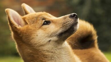 "شركة تعدين DOGE Z Squared تستعد للطرح العام عبر الاندماج – تعرف على التفاصيل!"