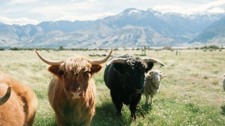 "نسبة الإيثر إلى البيتكوين تشير إلى أن ETH 'مقوم بأقل من قيمته الحقيقية' بشدة.. لكن التحديات قائمة: تحليل CryptoQuant – اكتشف التفاصيل الآن!"