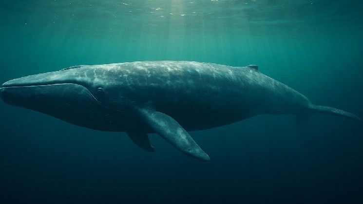 "حوت Hyperliquid يراهن على صعود البيتكوين 40x ويشعل الإنترنت – خط التصفية عند 95 ألف دولار! اكتشف التفاصيل الآن"