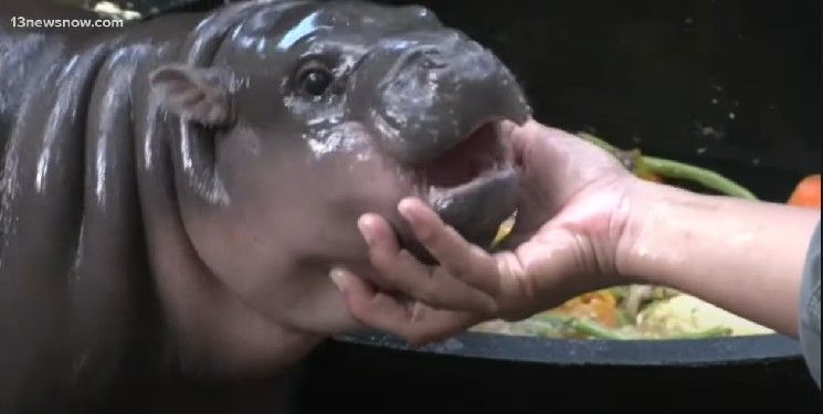 "عملة الميم ميو دينغ وMEW تشهدان ارتفاعًا كبيرًا بعد إدراجهما في روبن هود – اكتشف التفاصيل الآن!"