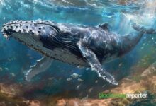 "حوت يحول 7.6 ألف دولار إلى 1.4 مليون دولار على Moonpig في 21 يومًا بعد صفقة TRUMP – اكتشف كيف!"