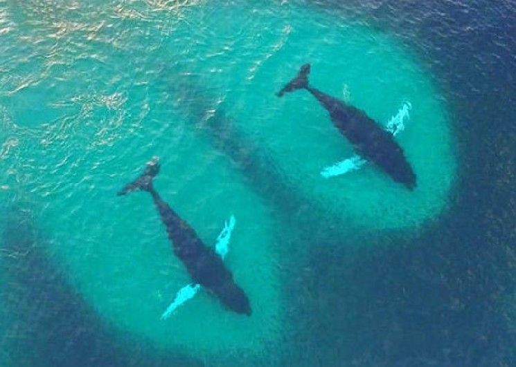 "وسط التقلبات الحادة اليوم.. هكذا تداولت الحيتان الكبيرة في عالم العملات الرقمية – تعرّف على نسب الأرباح والخسائر الآن!"