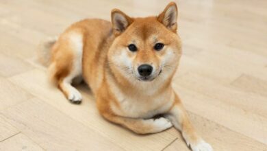 "ميتالفا تتعاون مع DogeOS: شراكة جديدة في عالم العملات الرقمية"