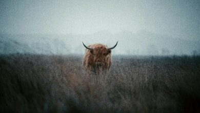 "بيتكوين تقترب من 108 ألف دولار مع توقعات خفض الفائدة.. المتداولون يتجهون نحو الإيثريوم وسولانا وكاردانو"