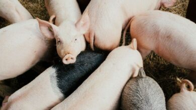 "OFAC تفرض عقوبات على شركة تقنية مقرها الفلبين لتسهيل عمليات احتيال Pig Butchering – تعرف على التفاصيل الآن!"