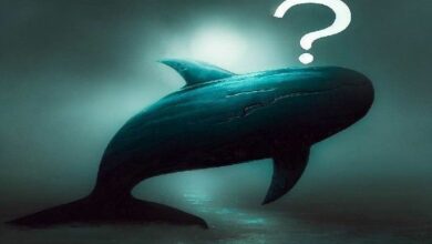 "حوت عملاق يبيع هذه الـ16 عملة رقمية على المكشوف ويحقق أرباحًا هائلة – اكتشف التفاصيل الآن!"