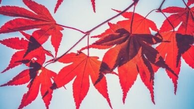 "مقرض العملات الرقمية Maple يتعاون مع خبير التموضع السائل Lido Finance – اكتشف التفاصيل الآن!"