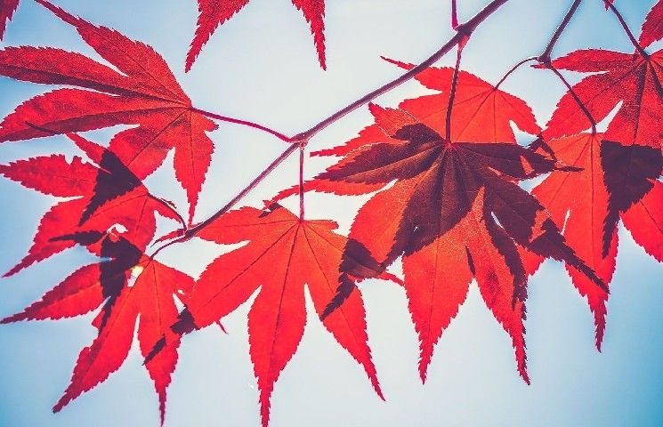 "مقرض العملات الرقمية Maple يتعاون مع خبير التموضع السائل Lido Finance – اكتشف التفاصيل الآن!"