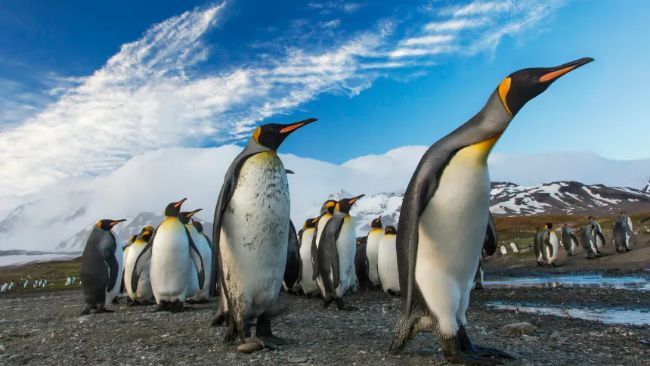 "PENGU تشتعل: فتح مراكز بقيمة 600 مليون دولار يثير حديثًا عن صعود قوي – اكتشف التفاصيل الآن!"