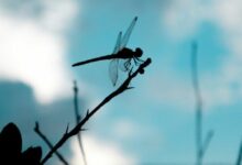 "وزارة العدل الأمريكية تدرس توجيه اتهامات لشركة التمويل الرأسمالي Dragonfly بسبب صلاتها بـ Tornado Cash – تعرف على التفاصيل الآن!"