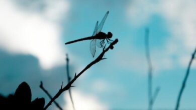 "وزارة العدل الأمريكية تدرس توجيه اتهامات لشركة التمويل الرأسمالي Dragonfly بسبب صلاتها بـ Tornado Cash – تعرف على التفاصيل الآن!"