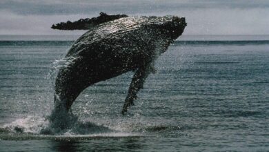 "حيتان البيتكوين تستيقظ من سبات دام 14 عامًا لتحرك أكثر من 2 مليار دولار من BTC – اكتشف التفاصيل الآن!"