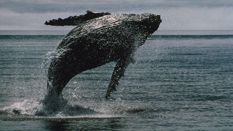 "حيتان البيتكوين تستيقظ من سبات دام 14 عامًا لتحرك أكثر من 2 مليار دولار من BTC – اكتشف التفاصيل الآن!"