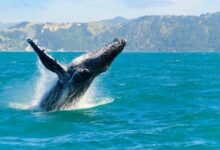 "الحيتان الكبيرة تتحرك بقوة في سوق الألتكوين: اكتشف أحدث صفقاتهم المربحة الآن!"