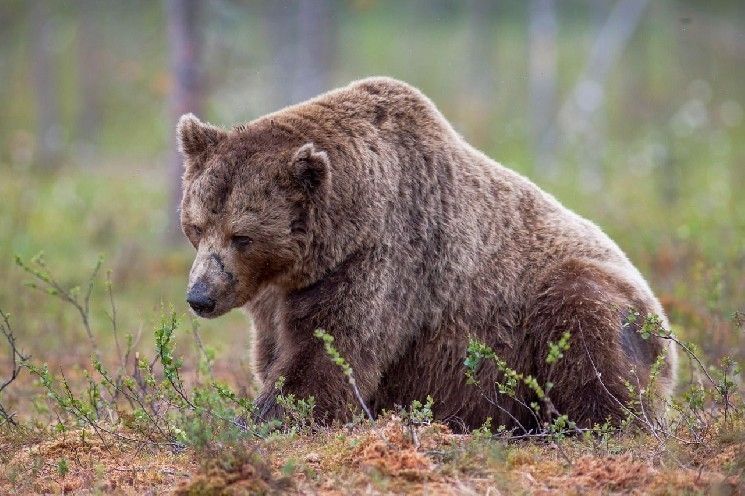 "الدببة تخسر 400 مليون دولار في عمليات التصفية - الأكبر منذ مايو - مع ارتفاع مفاجئ لـ BTC وETH وSOL! اكتشف التفاصيل الآن"