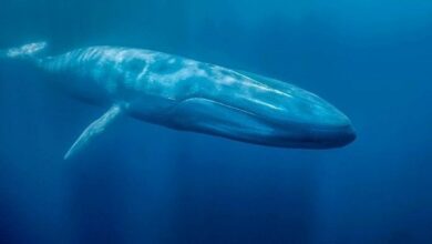 الحيتان تتداول بقوة: هذه العملات الرقمية البديلة التي اشتروها وباعوها مؤخرًا