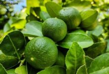 استثمارات العملات الرقمية تشتعل في الأرجنتين: ليمون تجمع 20 مليون دولار لتمويل توسعها في أمريكا اللاتينية