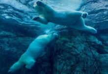 أسهم العملات الرقمية تهوي الأربعاء وتقود "غالاكسي" وشركات تعدين البيتكوين الانخفاض