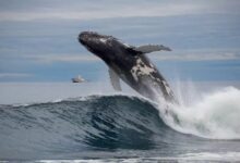 بتكوين تحطم الأرقام القياسية والحيتان الكبرى تتسارع: وتيرة تداول العملات البديلة تشتد – إليكم أبرز المعاملات