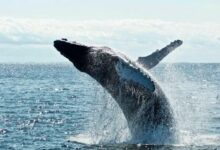 حاملو البيتكوين ينقلون 14,217 عملة من محافظ خاملة منذ فترة طويلة