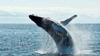 حاملو البيتكوين ينقلون 14,217 عملة من محافظ خاملة منذ فترة طويلة