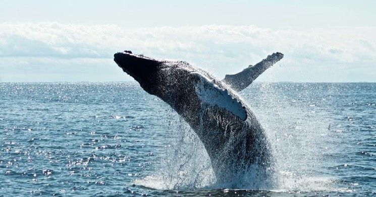 حاملو البيتكوين ينقلون 14,217 عملة من محافظ خاملة منذ فترة طويلة