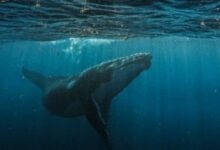 حوت بيتكوين يضاعف مراهناته على انخفاض السعر بمليوني بيتكوين برافعة 10x