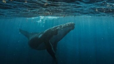 حوت بيتكوين يضاعف مراهناته على انخفاض السعر بمليوني بيتكوين برافعة 10x