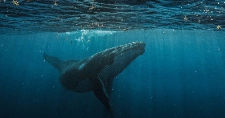 حوت بيتكوين يضاعف مراهناته على انخفاض السعر بمليوني بيتكوين برافعة 10x