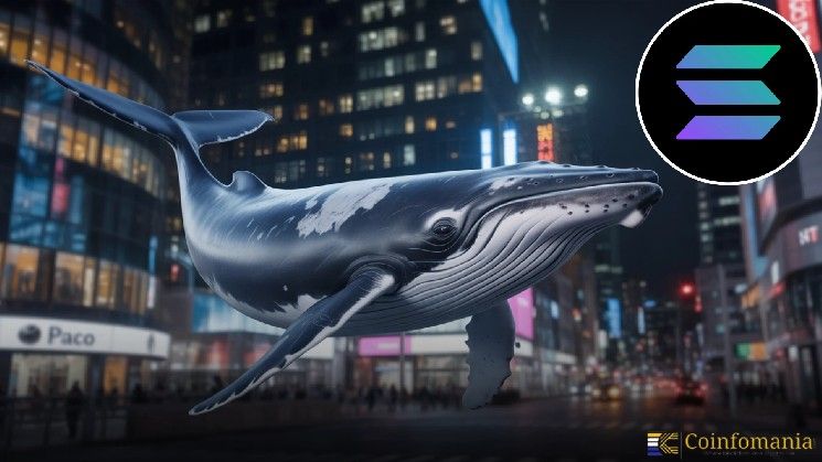 نشاط الحيتان في سولانا يؤكد تزايد الاهتمام المؤسسي