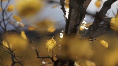 توقعات أكتوبر: موسمية البيتكوين، الاتجاهات الاقتصادية، ارتباط الذهب، وطفرة الصناديق المتداولة