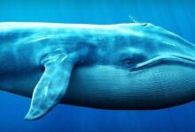 نشاط الحيتان الكبرى للعملات البديلة يتصاعد خلال الانهيار الكبير: إليك أهم مشترياتهم