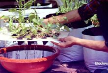 متصدرون في سولانا: يوم العروض التوضيحية في Token2049 سنغافورة