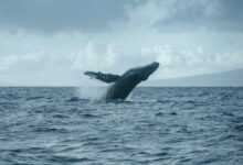 محفظة عملاقة جديدة تودع 7 ملايين دولار في Hyperliquid لمراهنات هبوط على البيتكوين والريبل