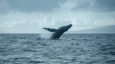 محفظة عملاقة جديدة تودع 7 ملايين دولار في Hyperliquid لمراهنات هبوط على البيتكوين والريبل