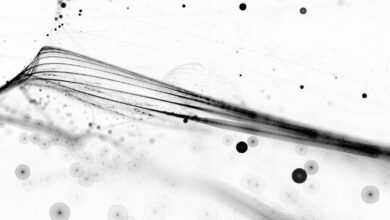 "إيموتابل" تتعاون مع "أولوايز جيكي جيمز" لإطلاق ألعاب ويب 3 الجديدة